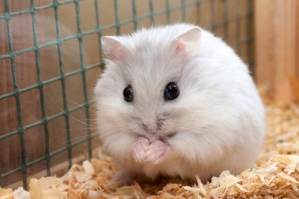 cach-nuoi-chuot-hamster
