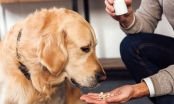 Hướng dẫn cách tẩy giun cho chó tại nhà và những điều cần lưu ý