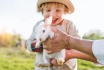Hướng dẫn cách nuôi thỏ cảnh mini chi tiết A - Z cho người mới