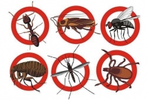 8 Cách diệt côn trùng trong nhà an toàn ngày giao mùa