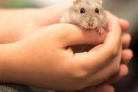 Những loại thức ăn cho chuột Hamster mập mạp và khỏe mạnh