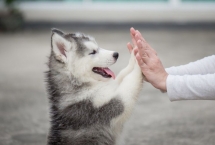 Cách nuôi chó Husky phát triển khỏe mạnh tại Việt Nam