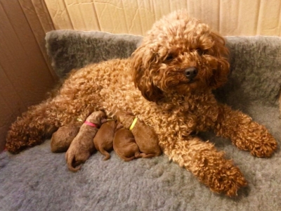Hướng dẫn cách chăm sóc chó Poodle mang thai đúng cách